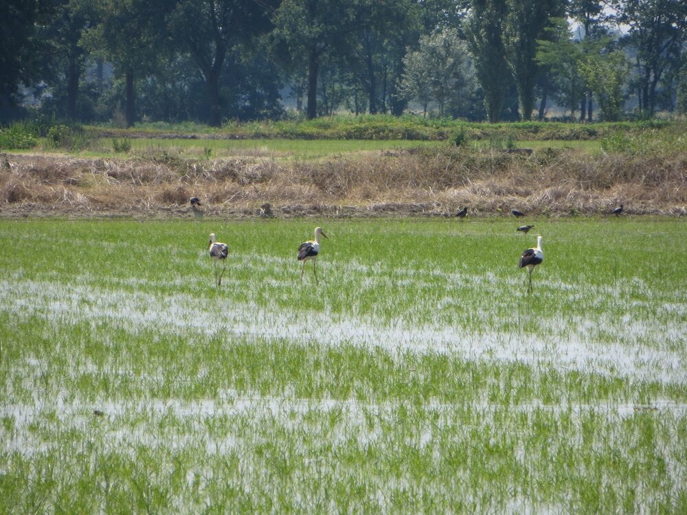 Фото Agriturismo Le Risaie