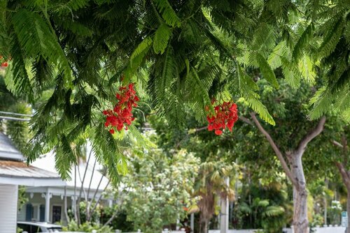 Внешний вид отеля The Porch on Frances Inn в Ки-Уэсте, фото 4