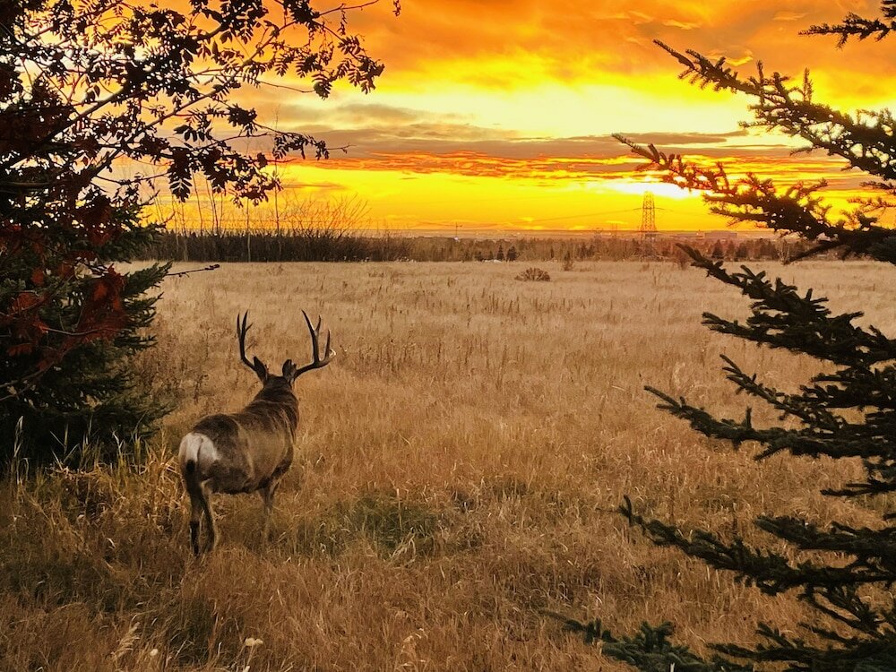 Фото Skyline 48- Mv Townhouse-AC-Pool-Hot Tub