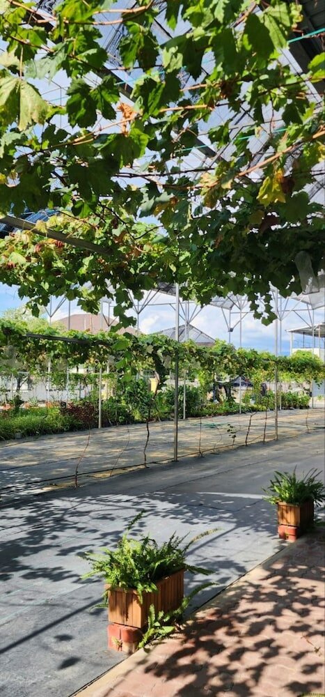 Фото Grapevine Garden