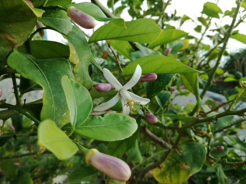 Фото Casa Omero Sperlongaresort