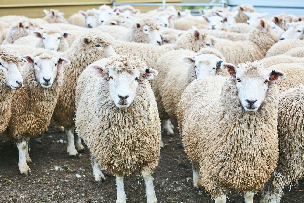 Фото Great Ocean Walk Retreat