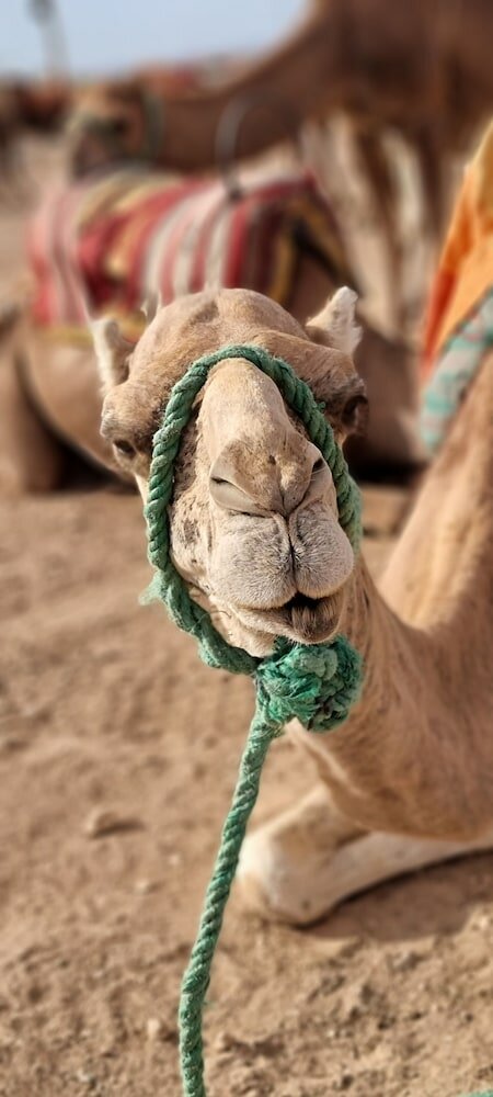 Фото Riad Al Badia