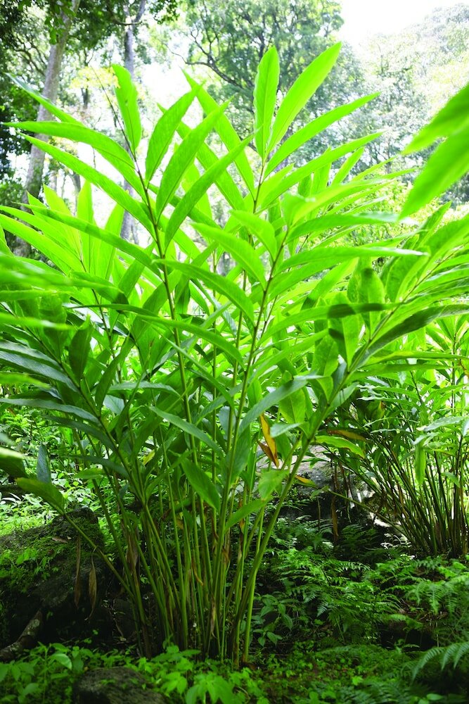 Фото Ambady Estate