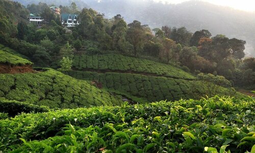 Внешний вид отеля Camelot Resort в Девикуламе, фото 5