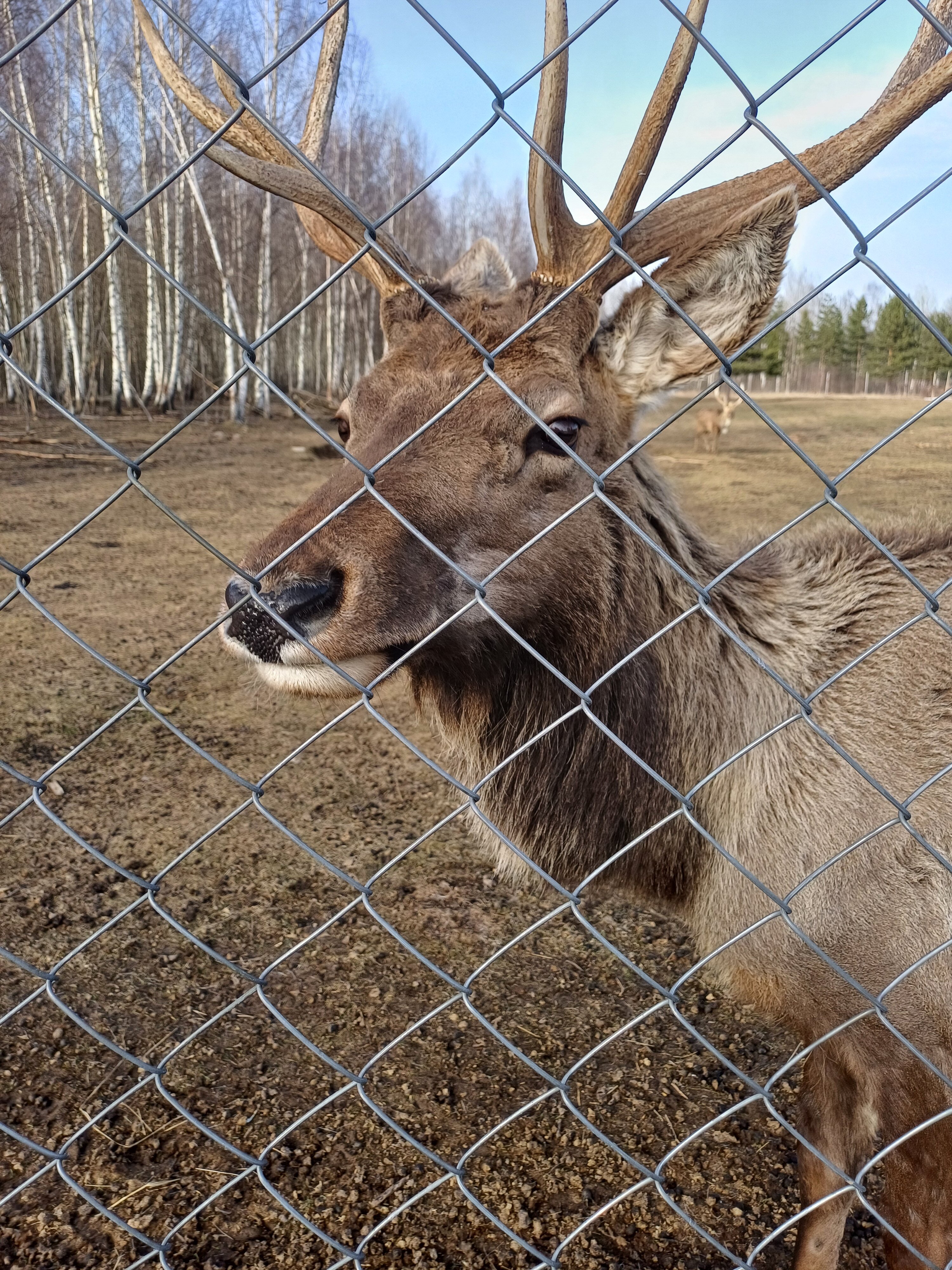 Фото Оленья ферма СудимирЪ