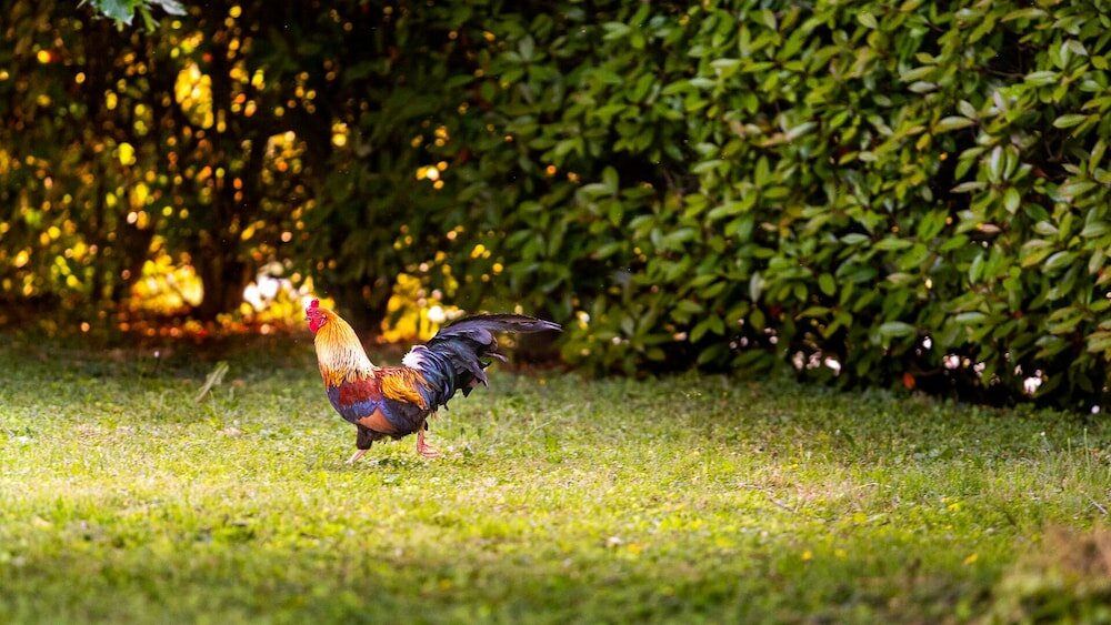 Фото Antico Brolo