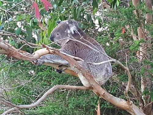 Гостиница Port Campbell Motor Inn в Виктории