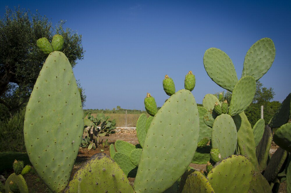 Фото Villa Nisapiro'
