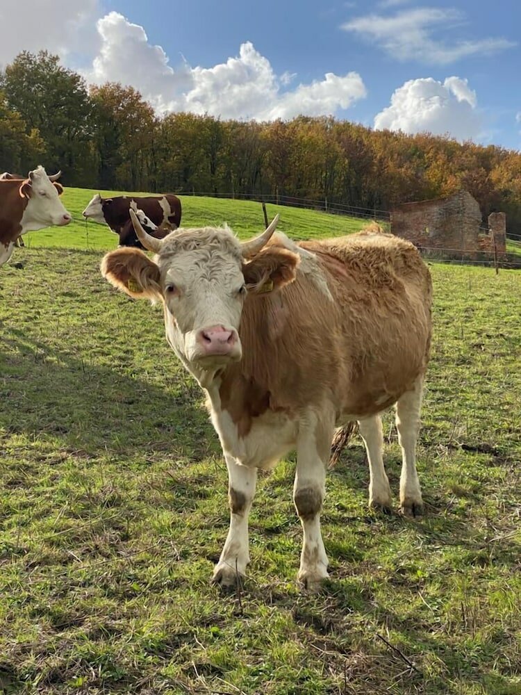 Фото Agriturismo Il Cerreto