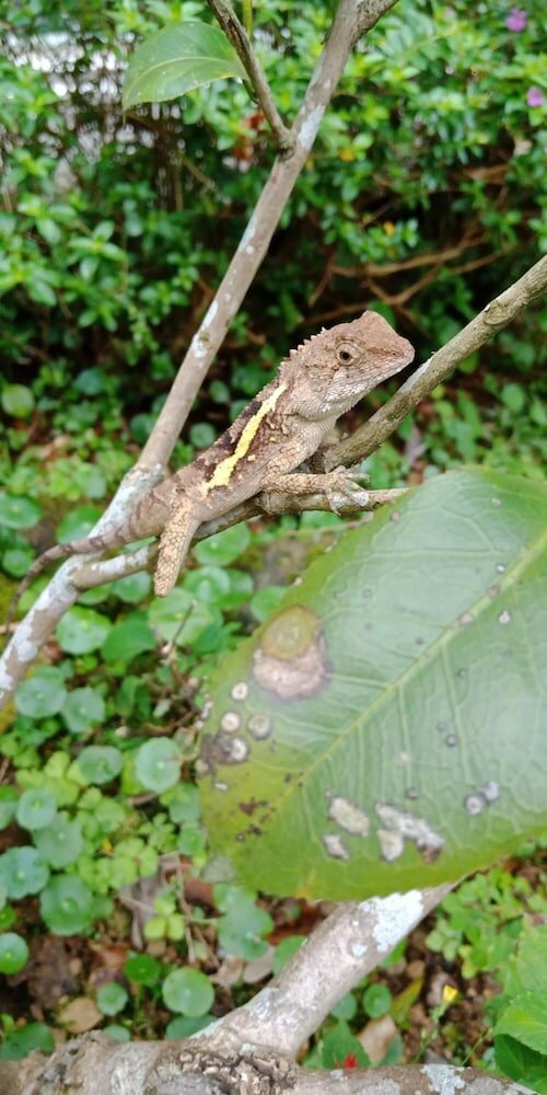 Фото Lily Village