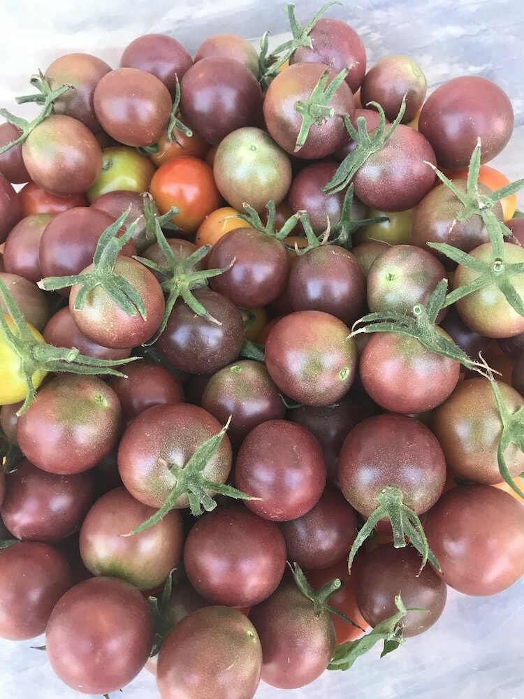 Фото Agriturismo La Colmata