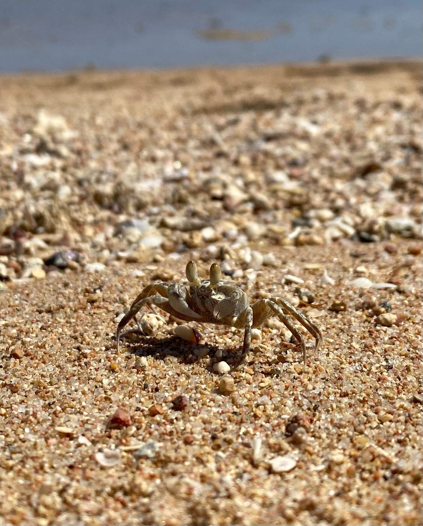 Фото Amwaj Beach Club