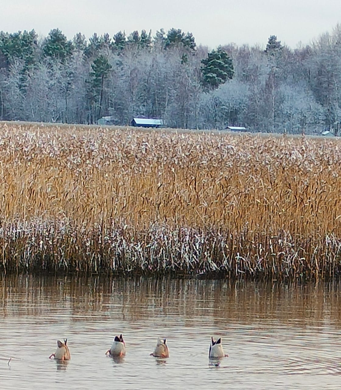 Фото Лахта&Ярви