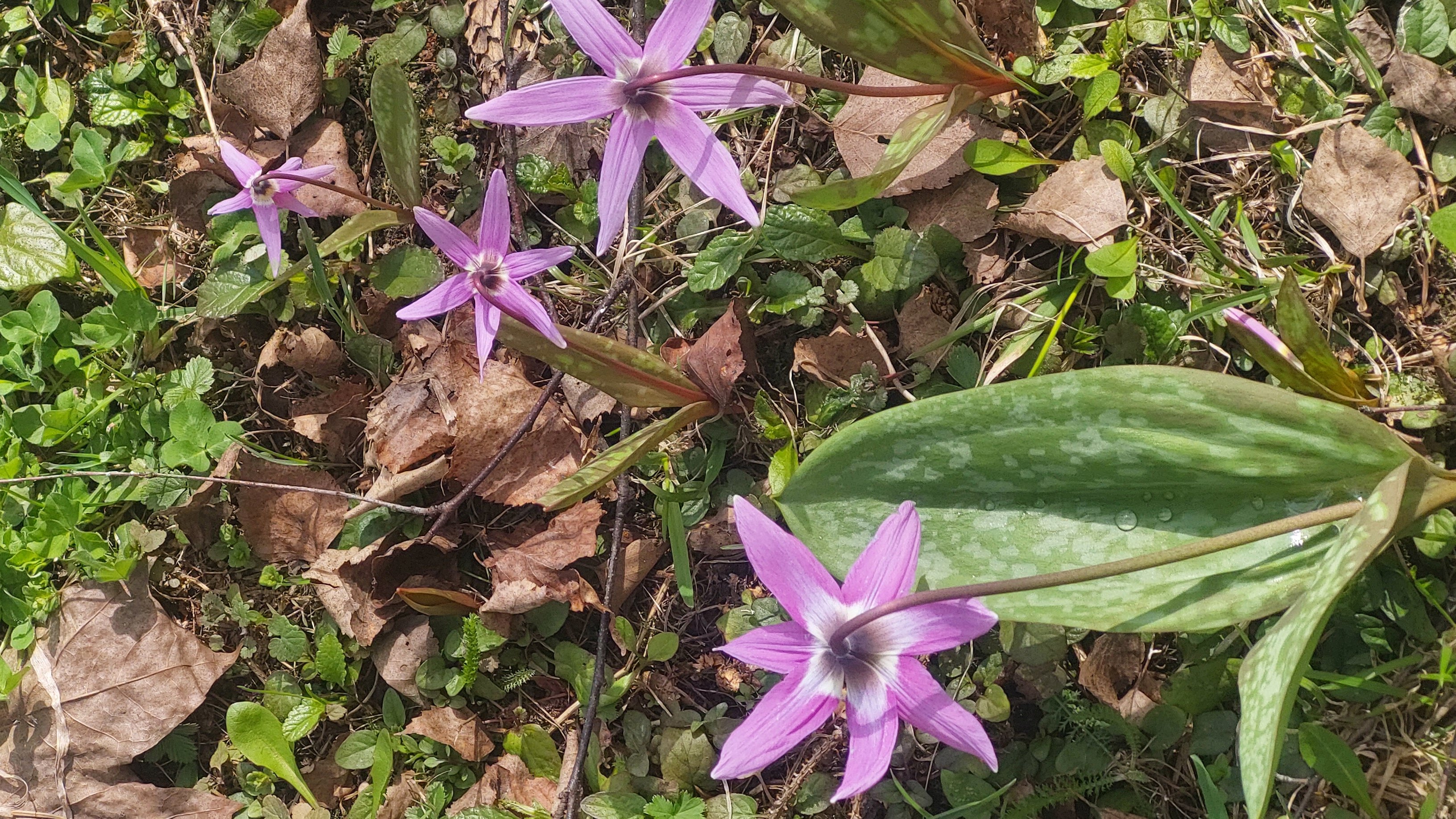Фото Усадьба Горки