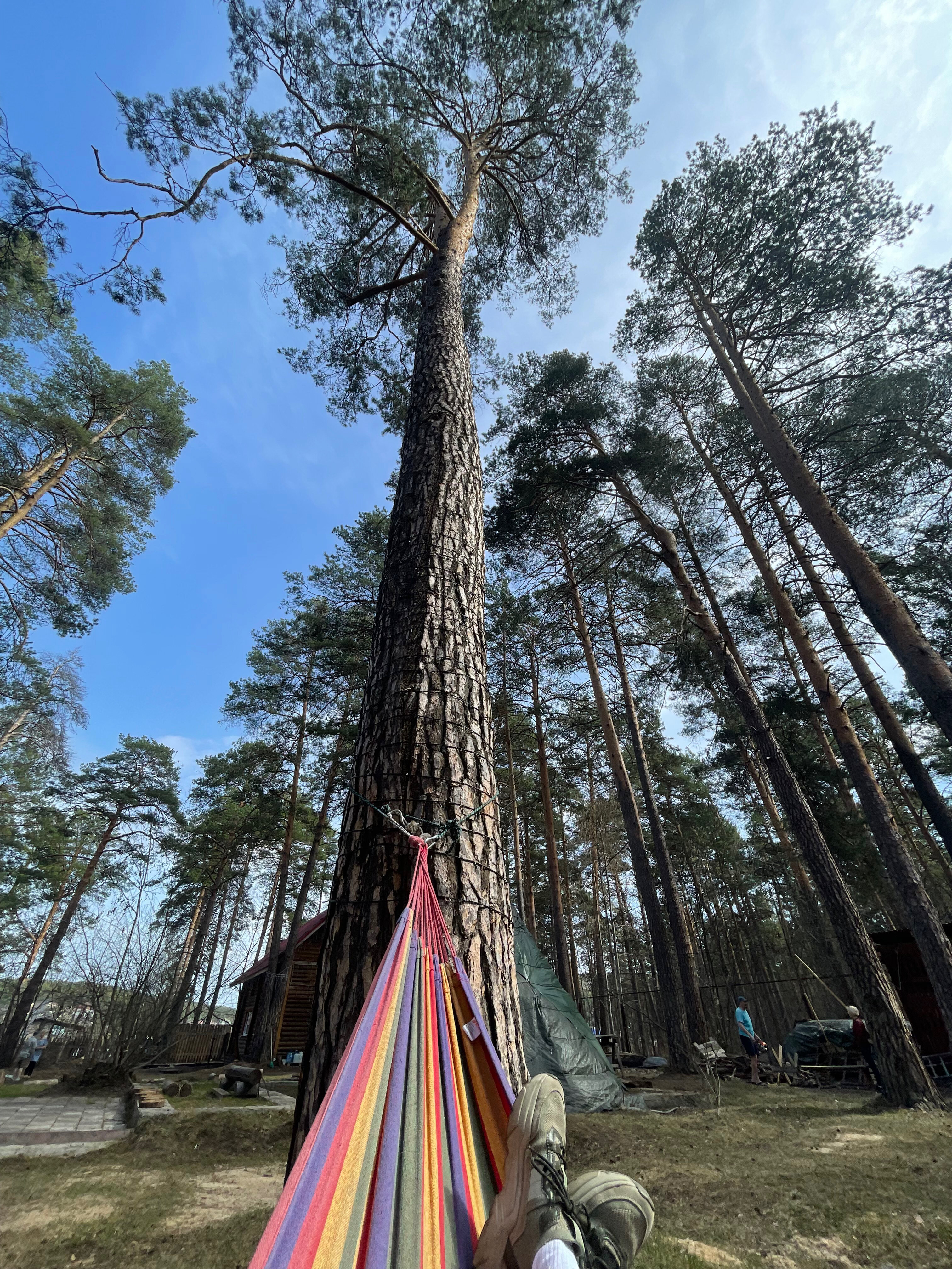 Фото Дача в соснах