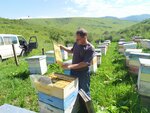 Paseka Demina V. A. (selo Mayak, Novaya ulitsa, 14), honey and beekeeping