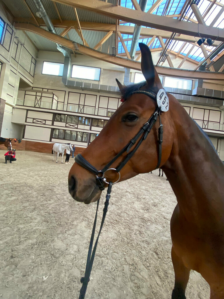 Horse harness Valerie Equestrian, Moscow and Moscow Oblast, photo