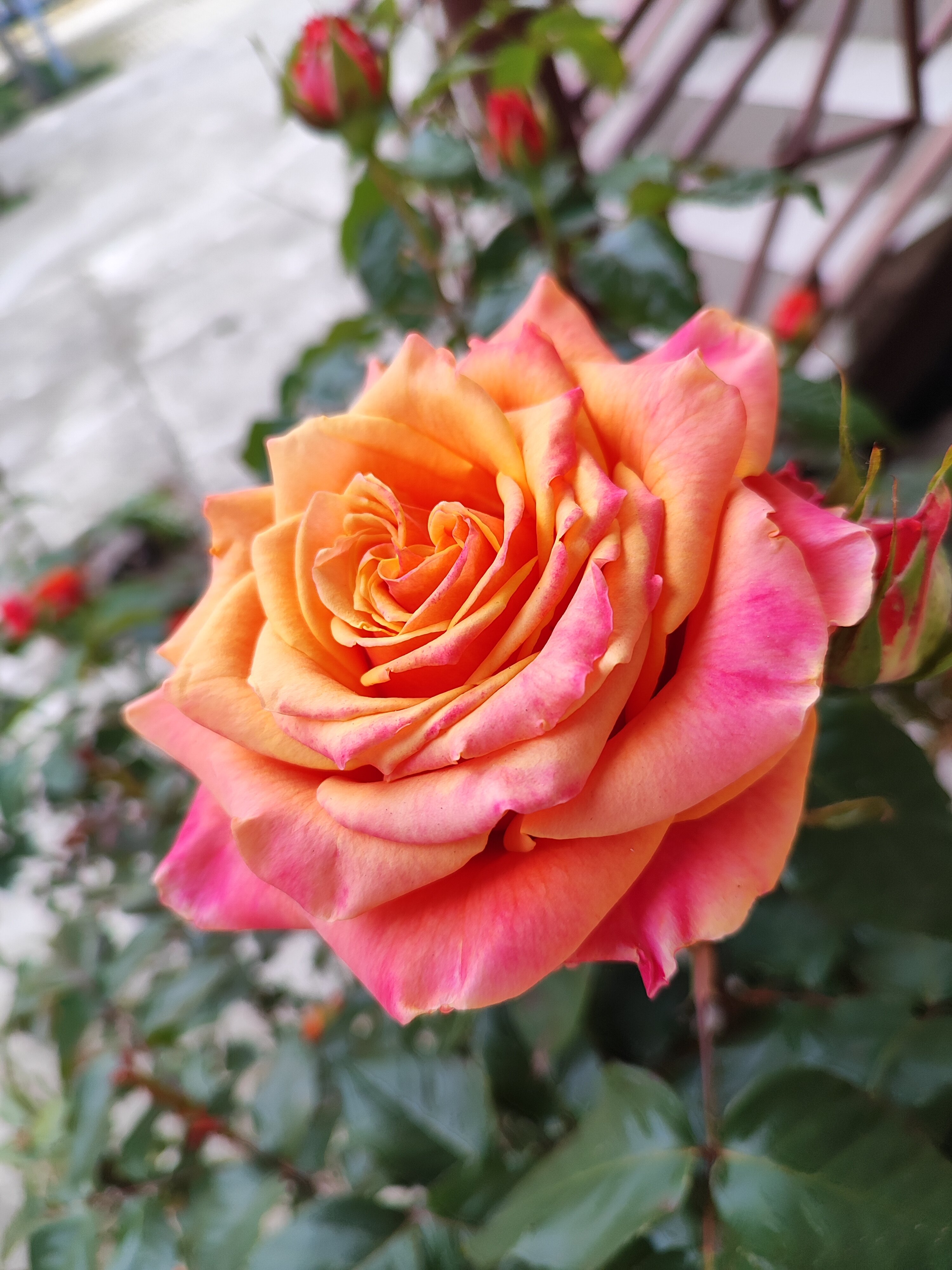 Фото Гостевой дом Фазенда