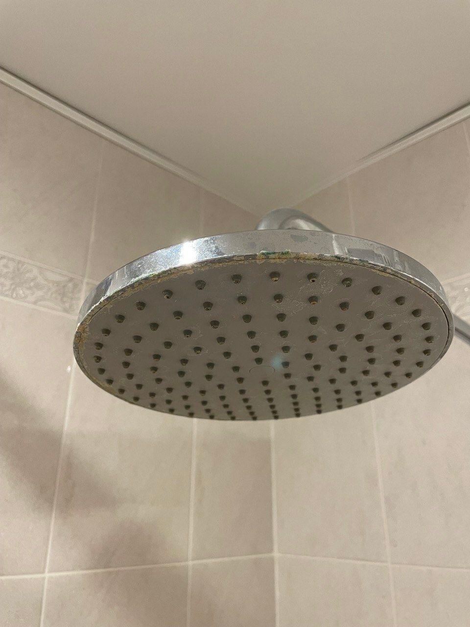 Фото Бегемот