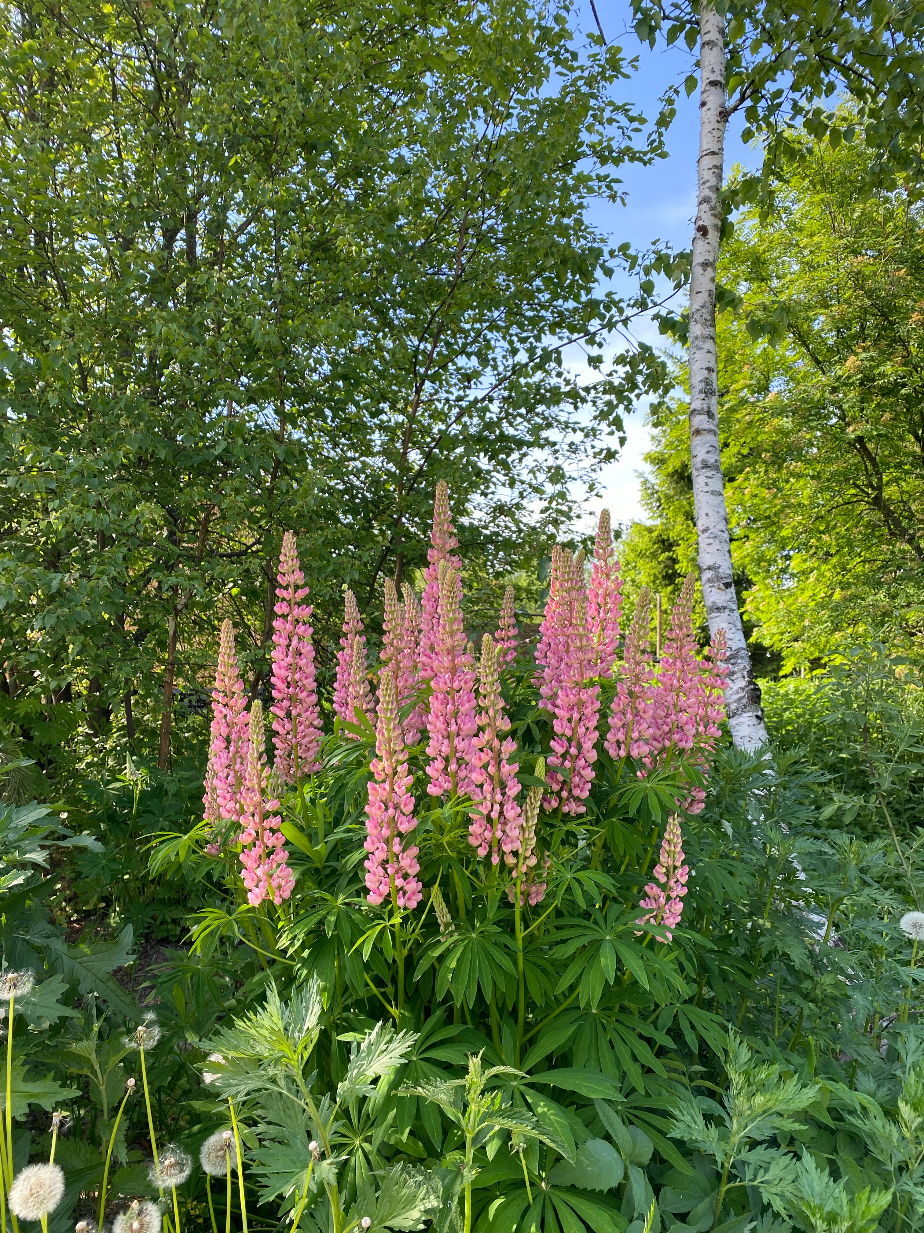 Фото Вилла Лаванда
