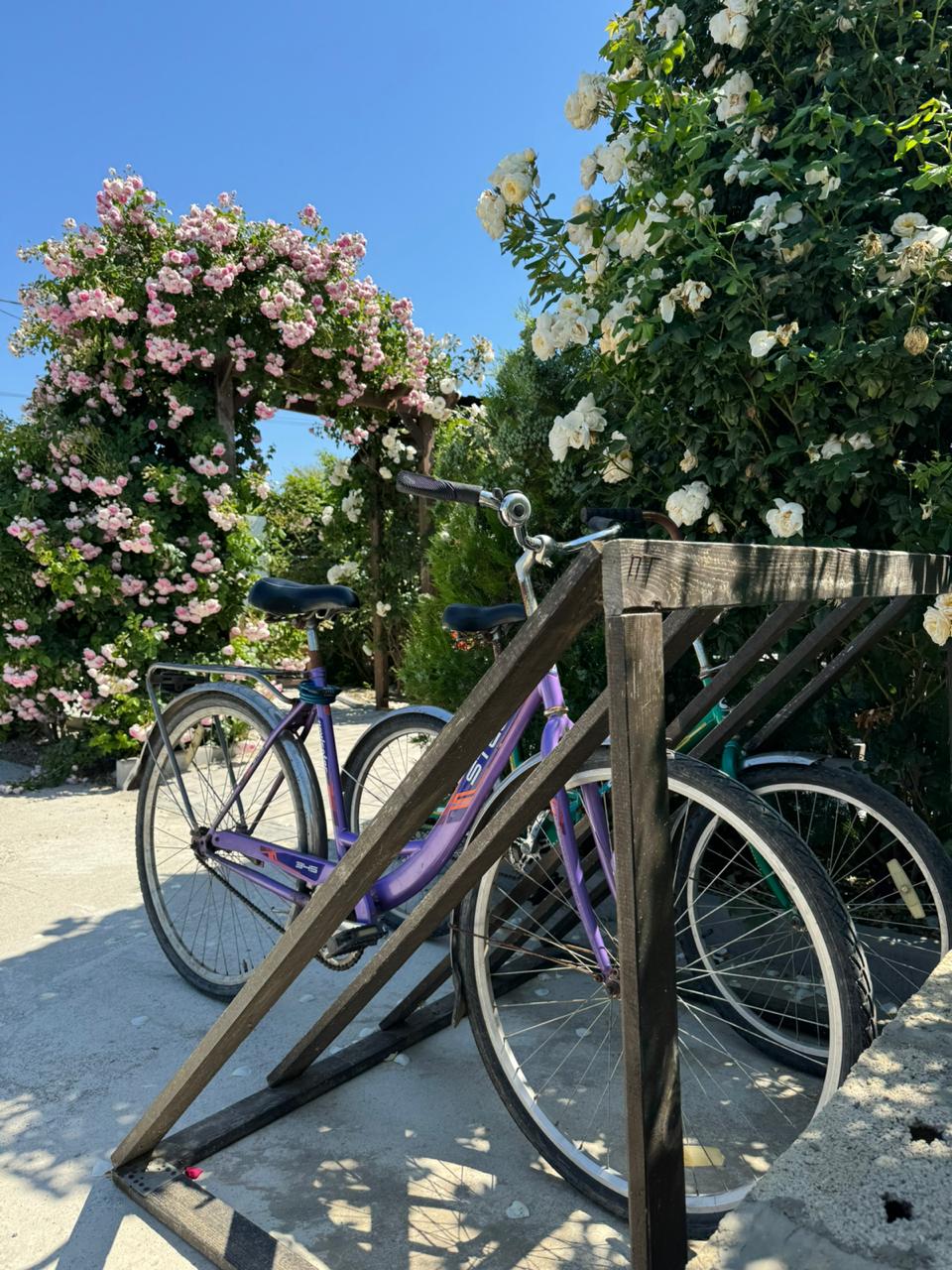 Фото Гранд Камелия