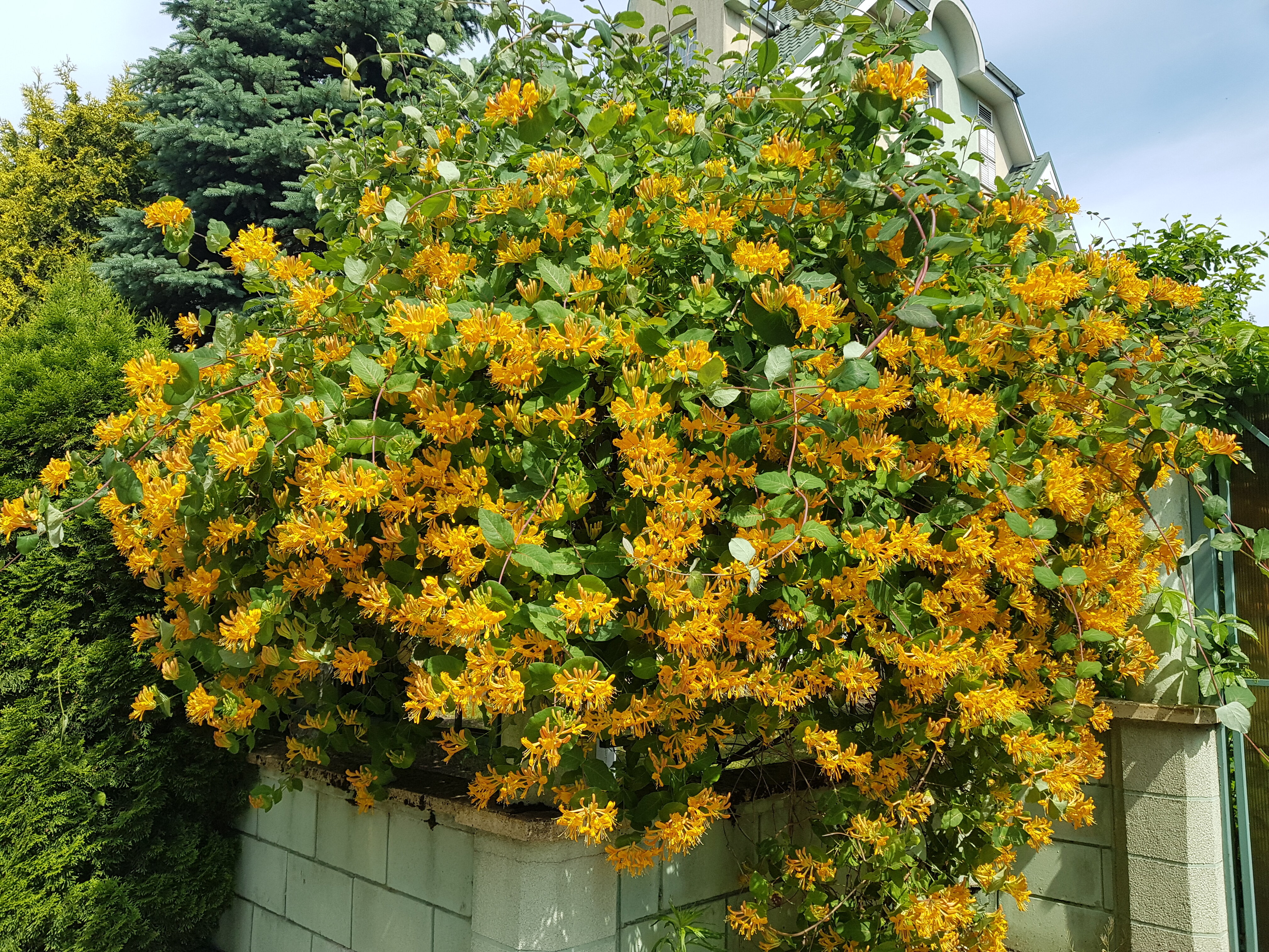 Фото Обертайх Люкс