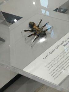 Museum of The Future (Trade Center Second, Dubai), museum