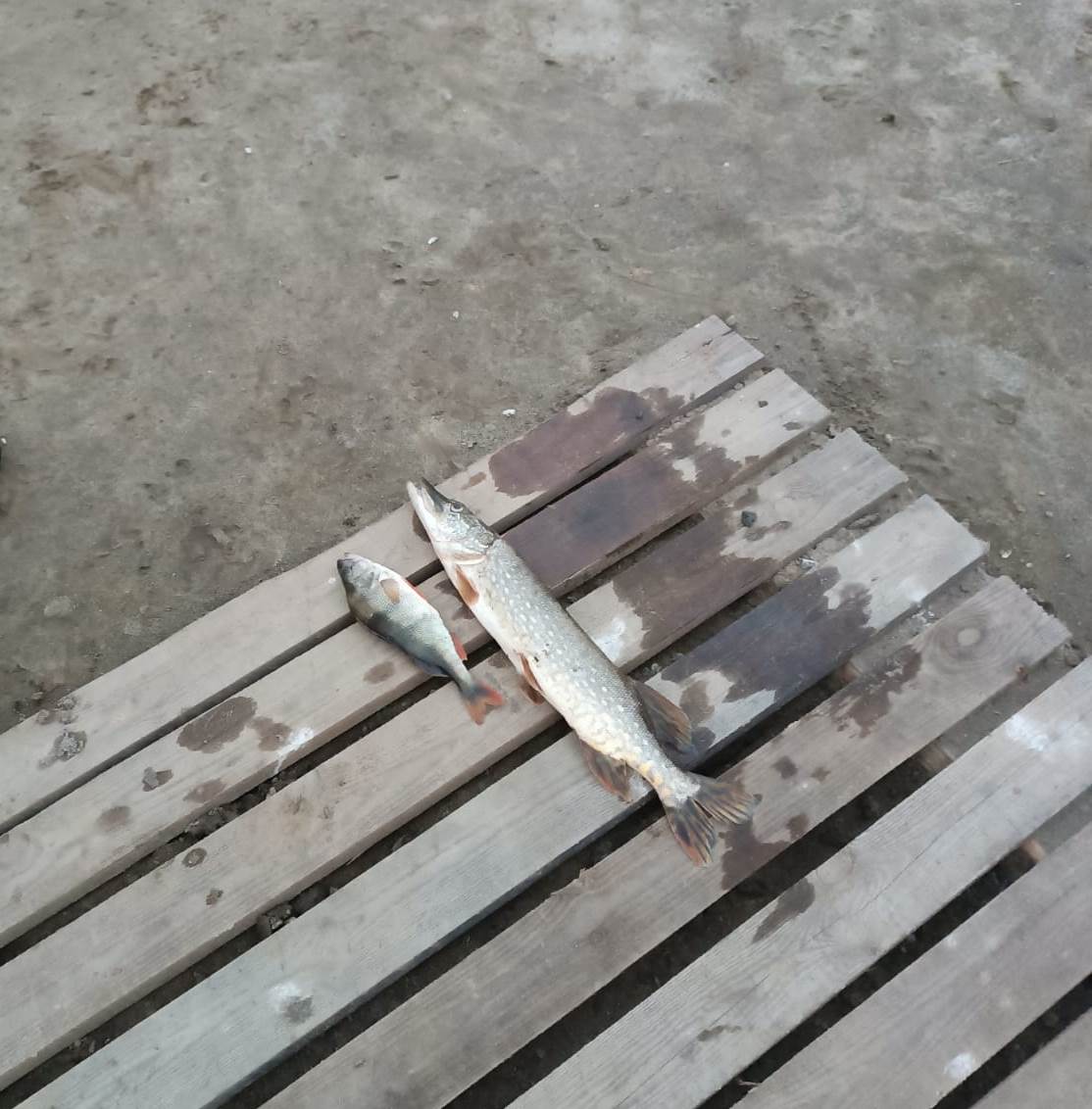 Фото Лунинские Просторы