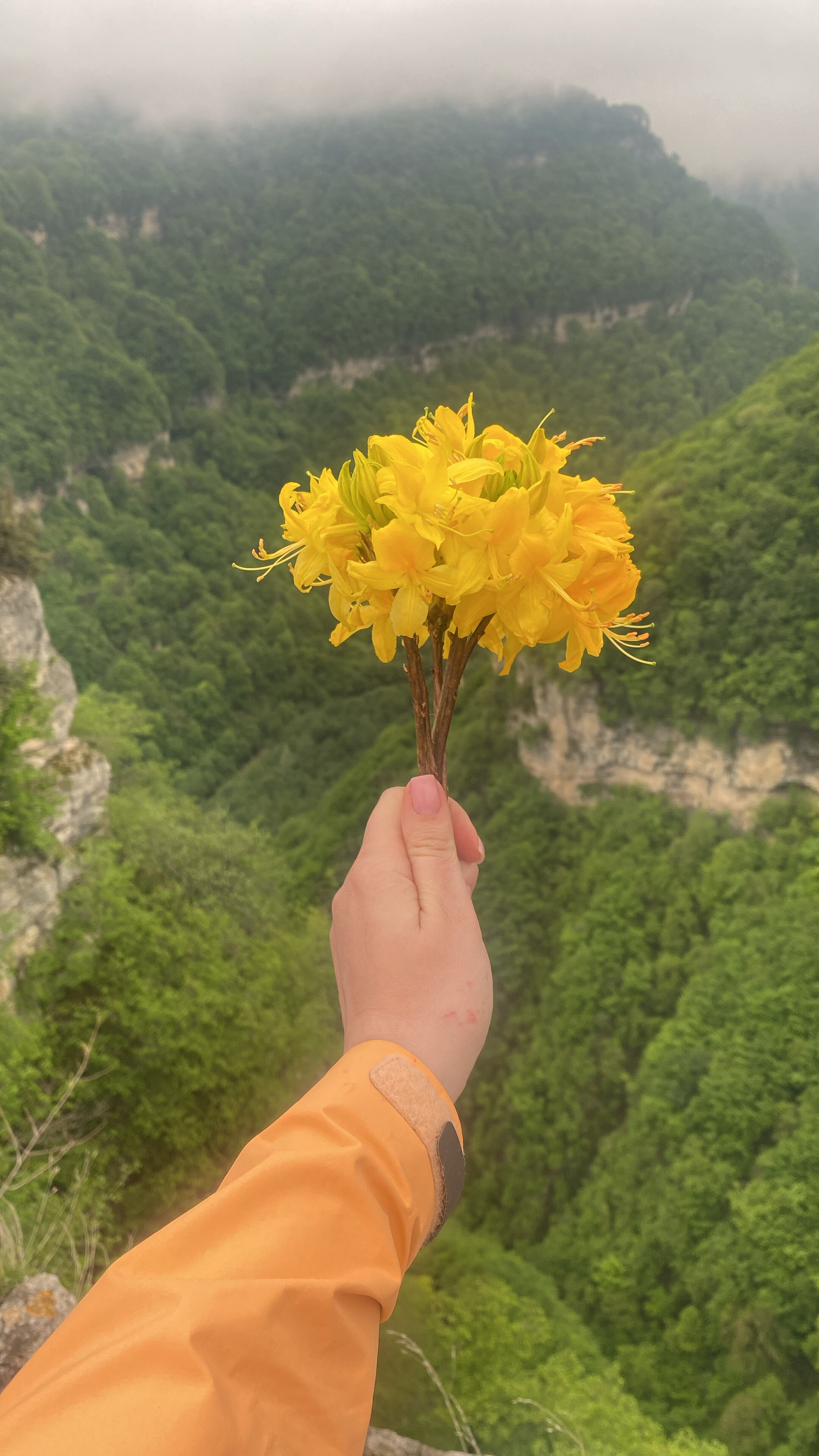 Фото Апартаменты Pine Elbrus