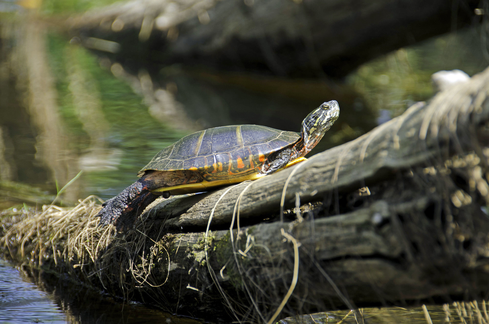 Фото The Old Saco Inn