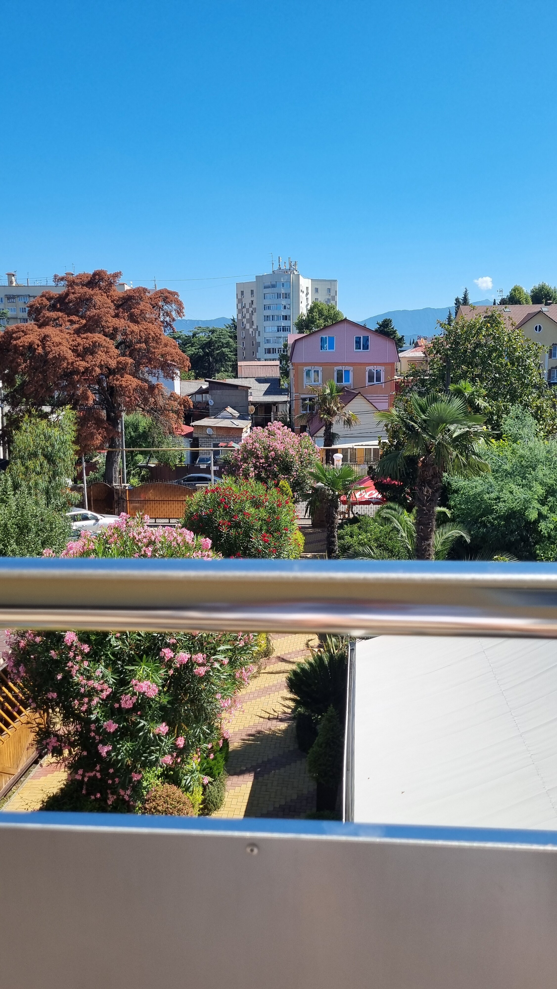 Фото Дельфин