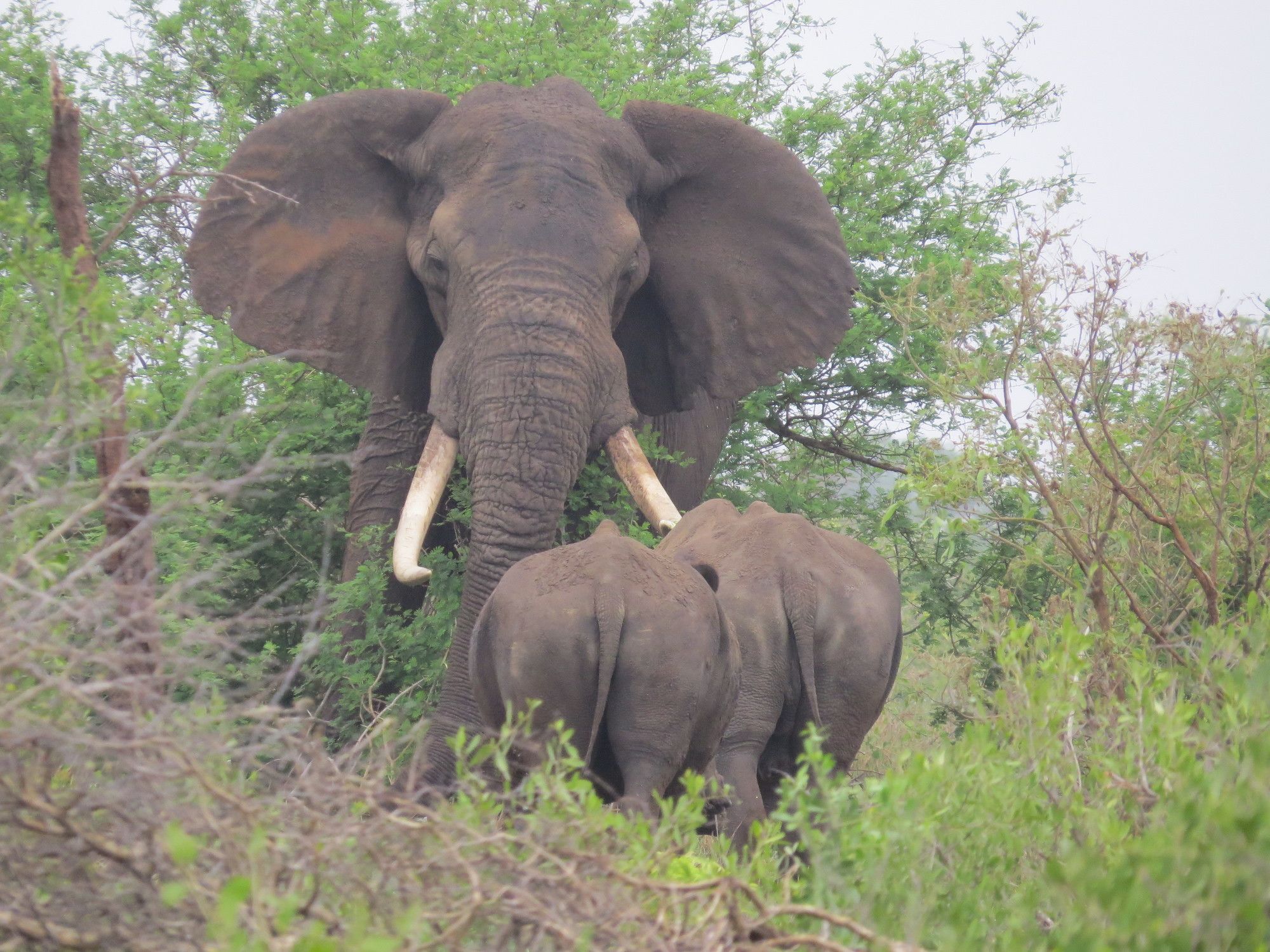 Фото Crocodile Bridge Safari Lodge