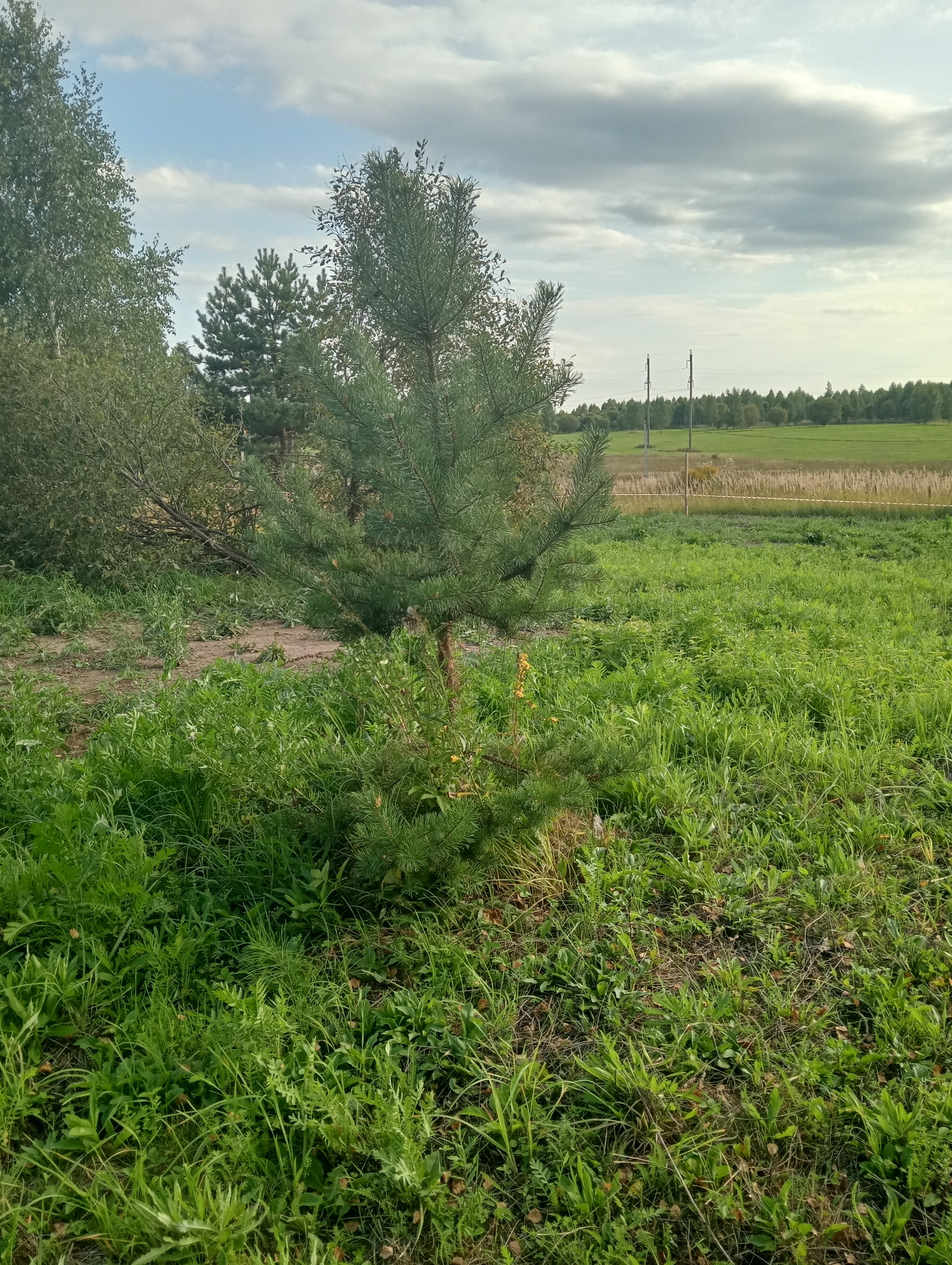 Фото Эко Дуб