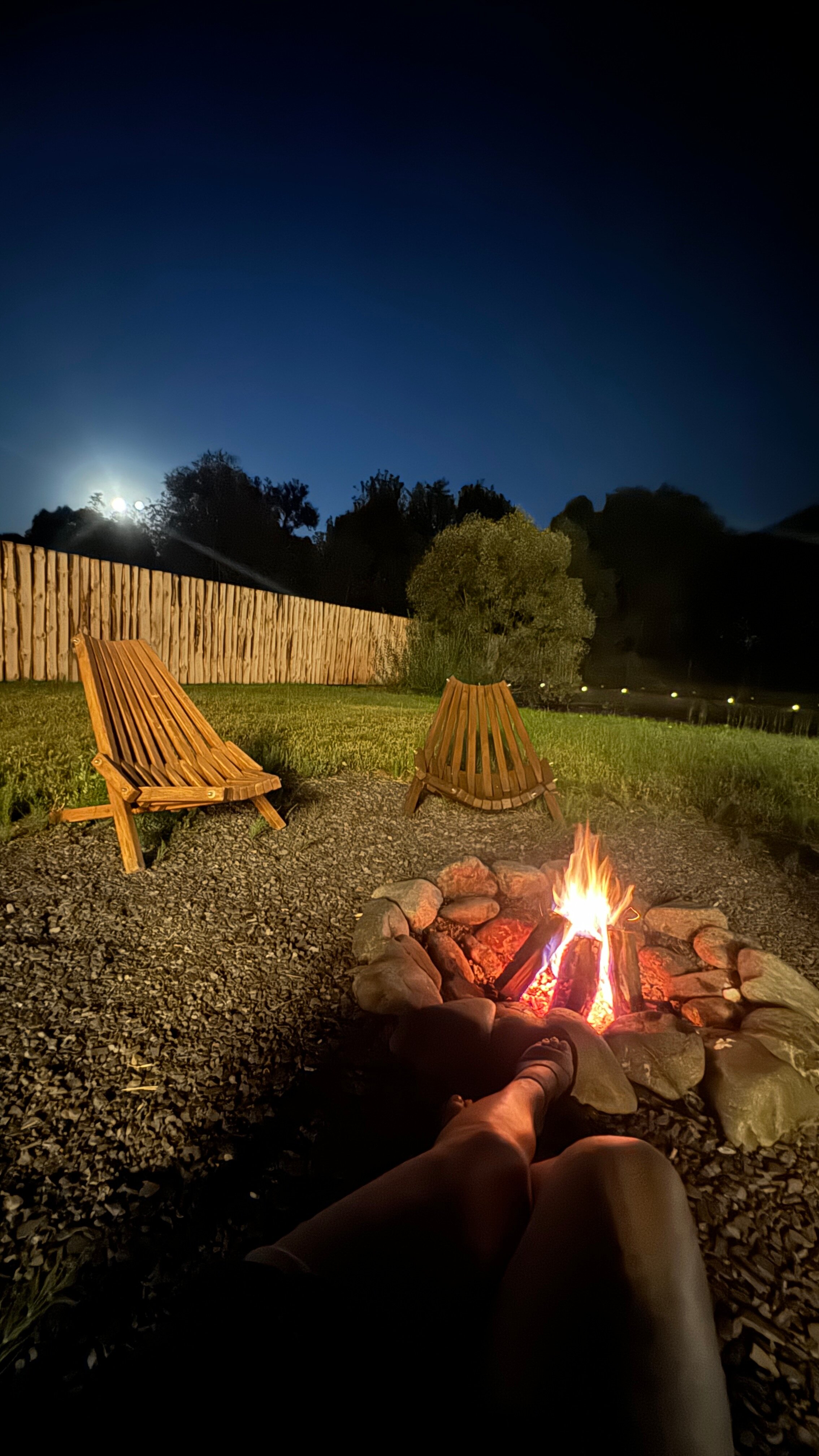 Фото Камыши