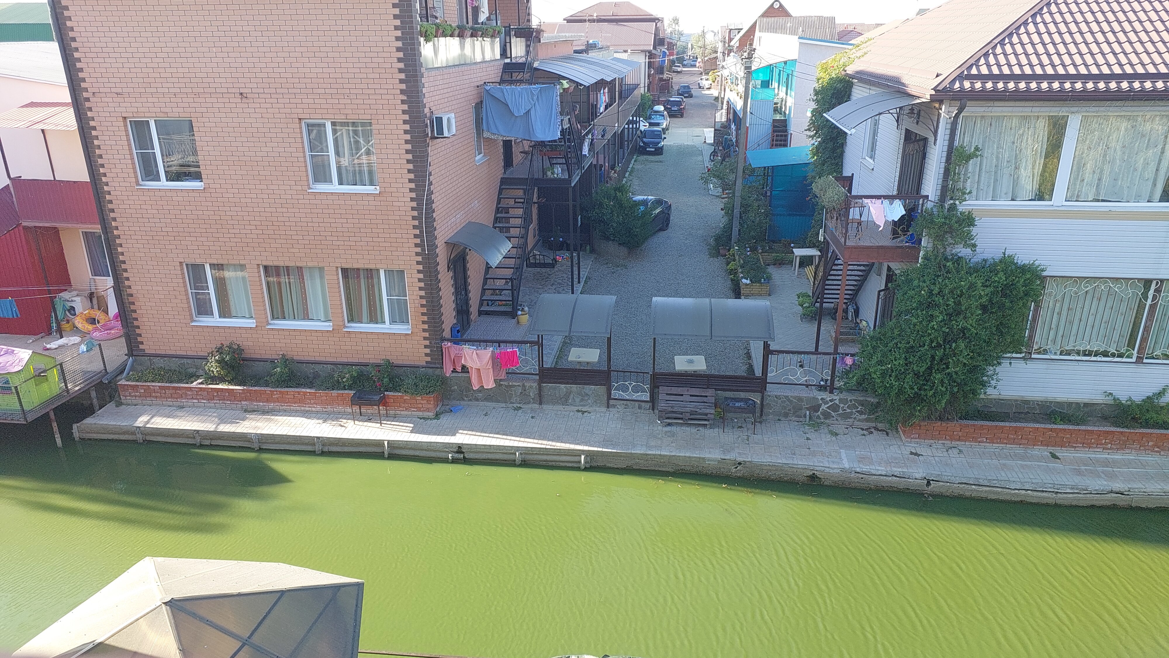 Фото Магнолия