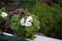 Фото Golden Legend Diamond