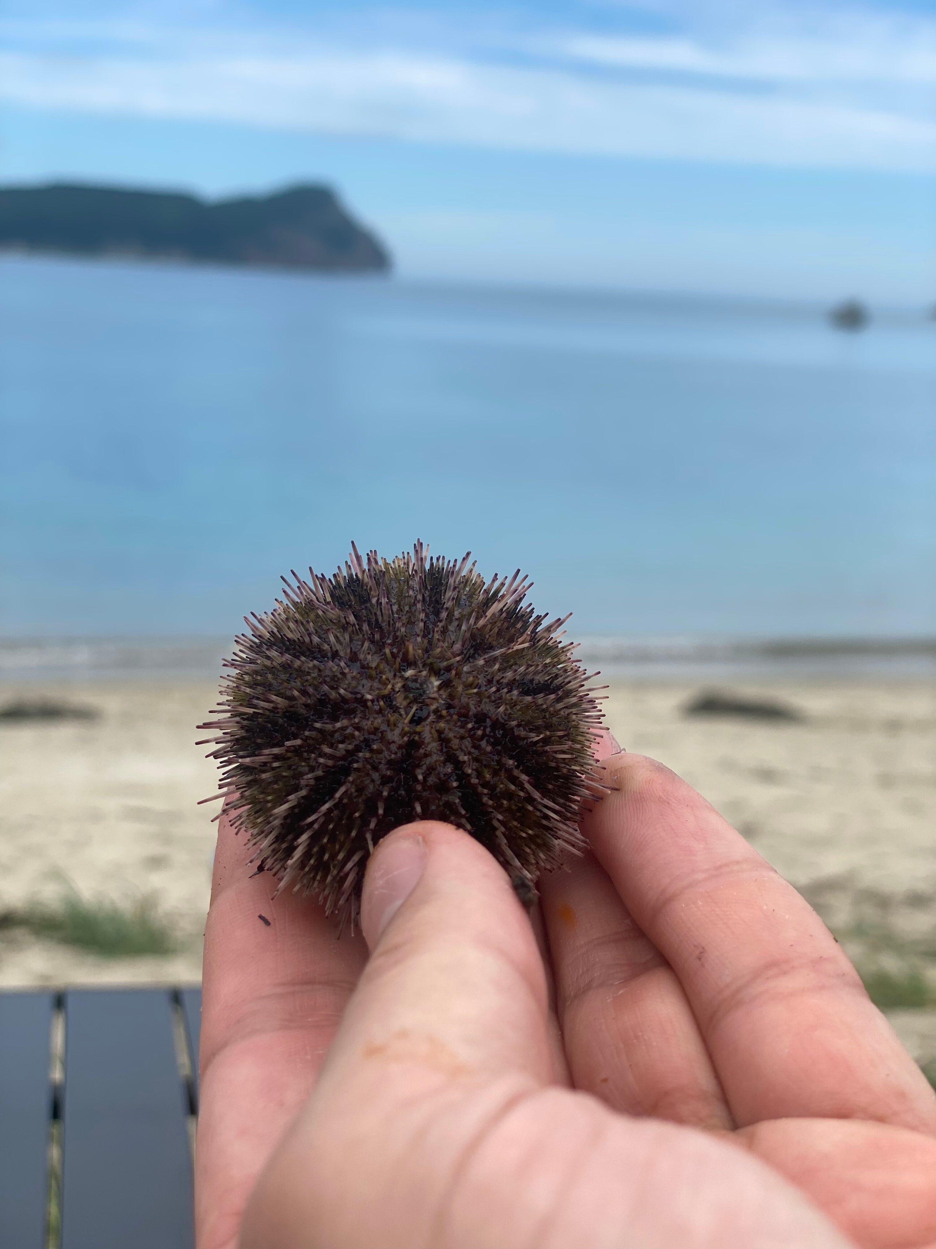 Фото Чинтамани