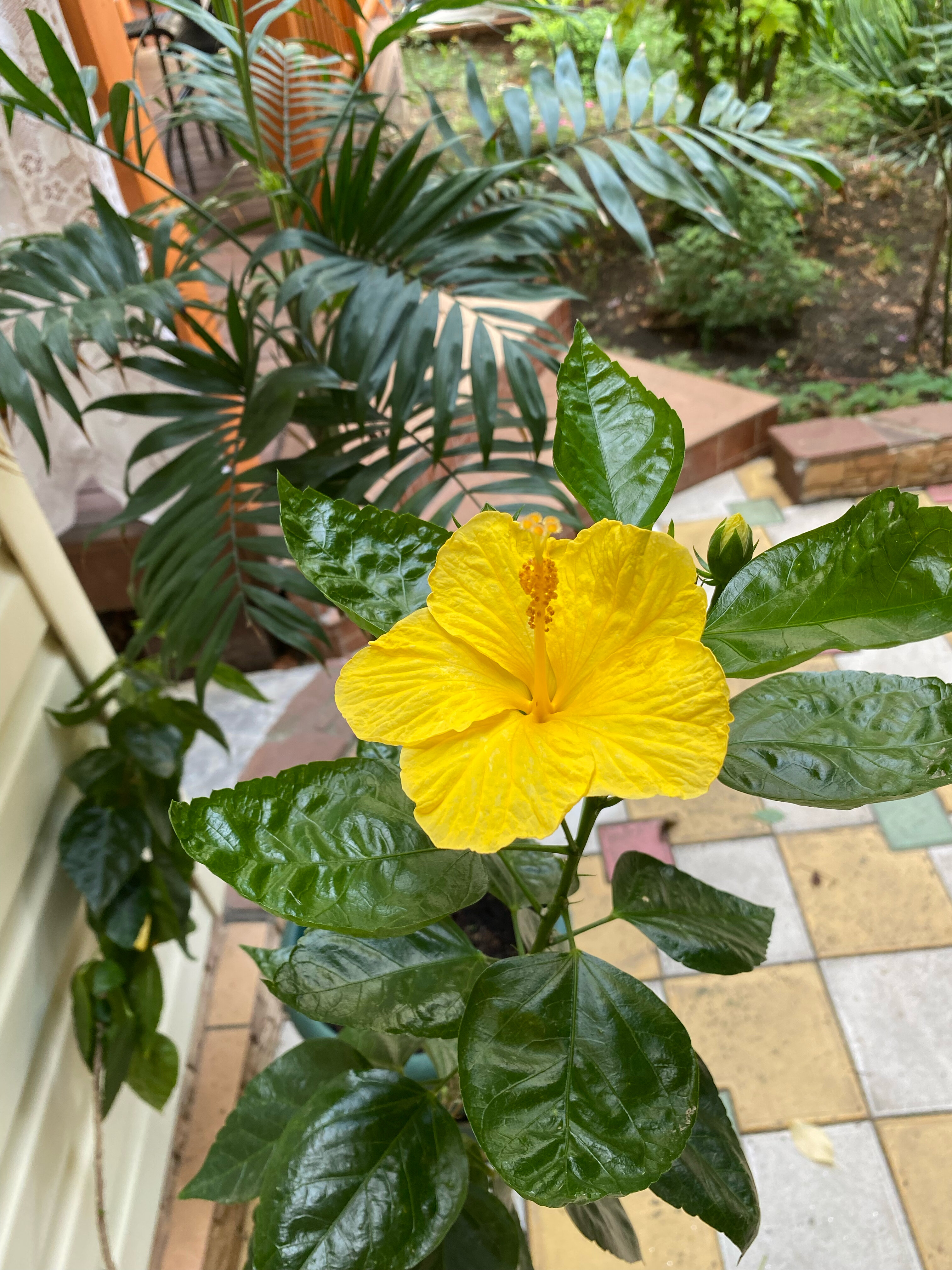 Фото Ангелина