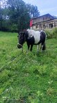 Blue horse (Moskovskoye shosse, 18-y kilometr, 13Г) ، ركوب الخيل