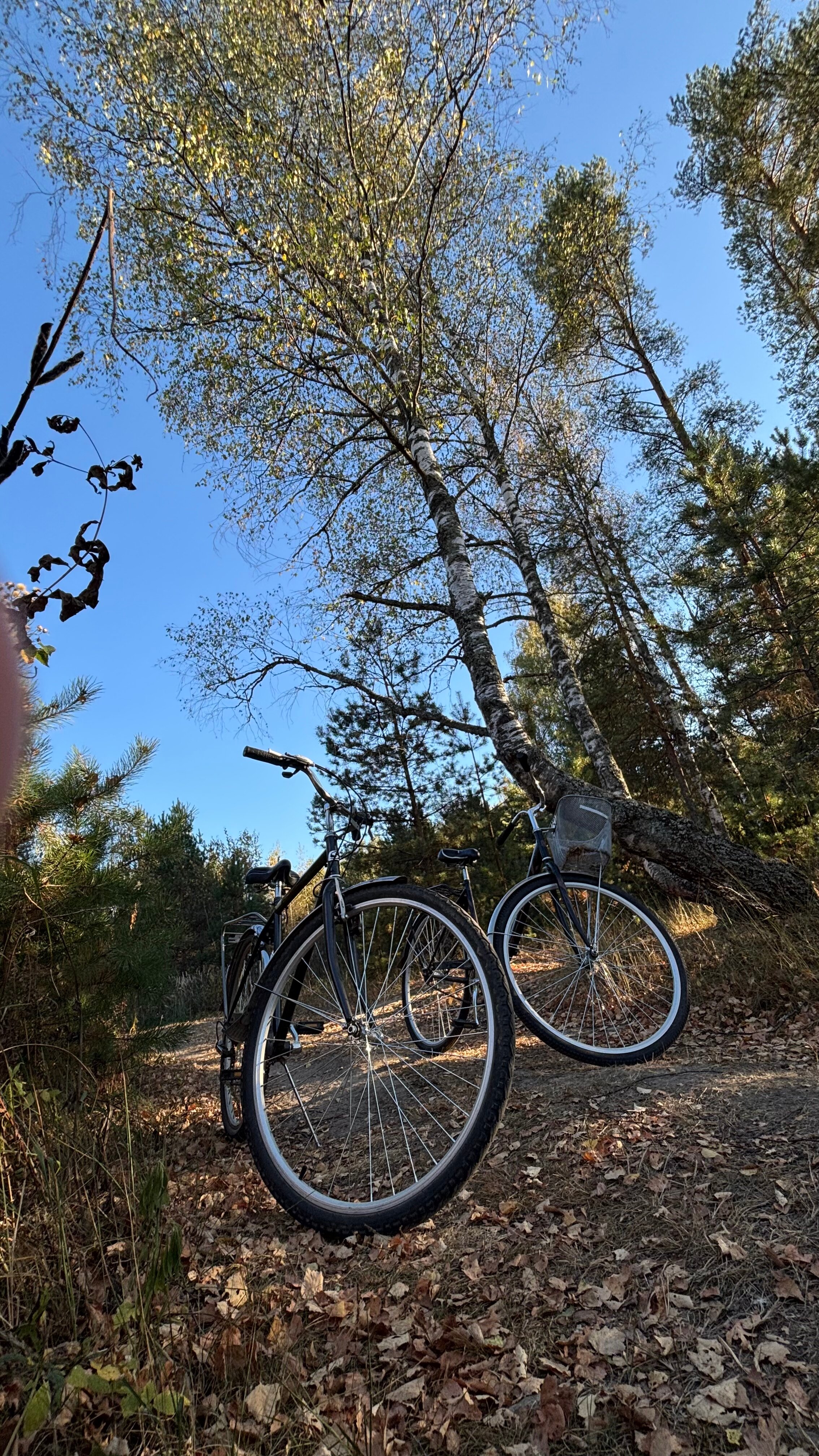 Фото Skazka в лесу