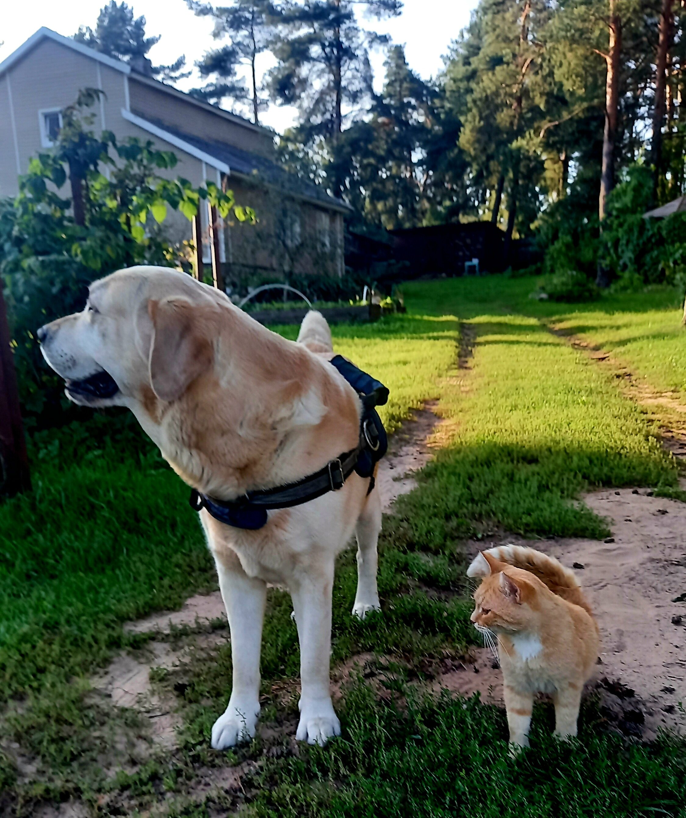 Фото Дом у сосен