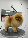 Lapa Grooming (Iskrovsky Avenue, 32к1) ، صالون حيوانات أليفة