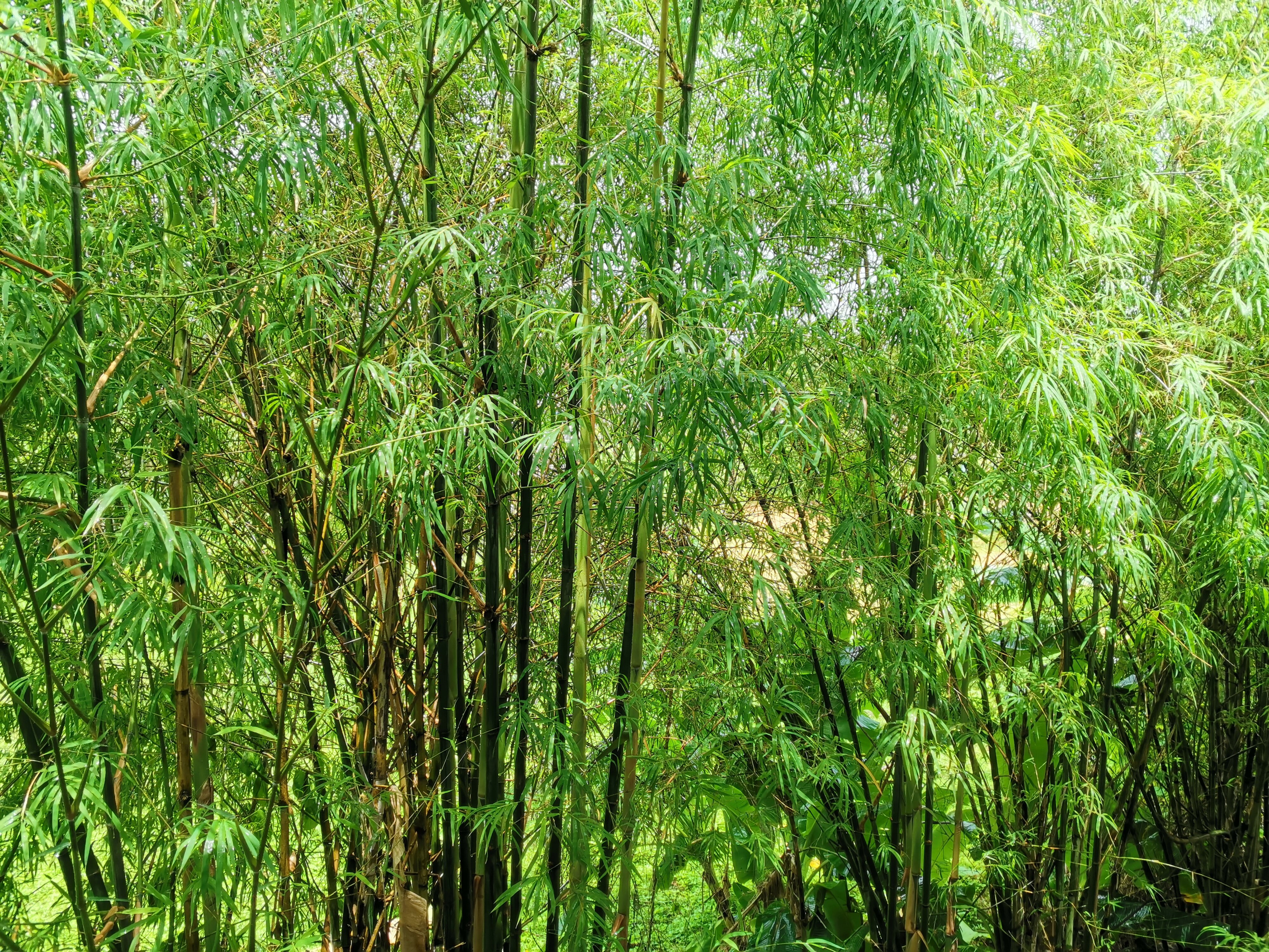 Фото Khaolak Bhandari Resort & SPA