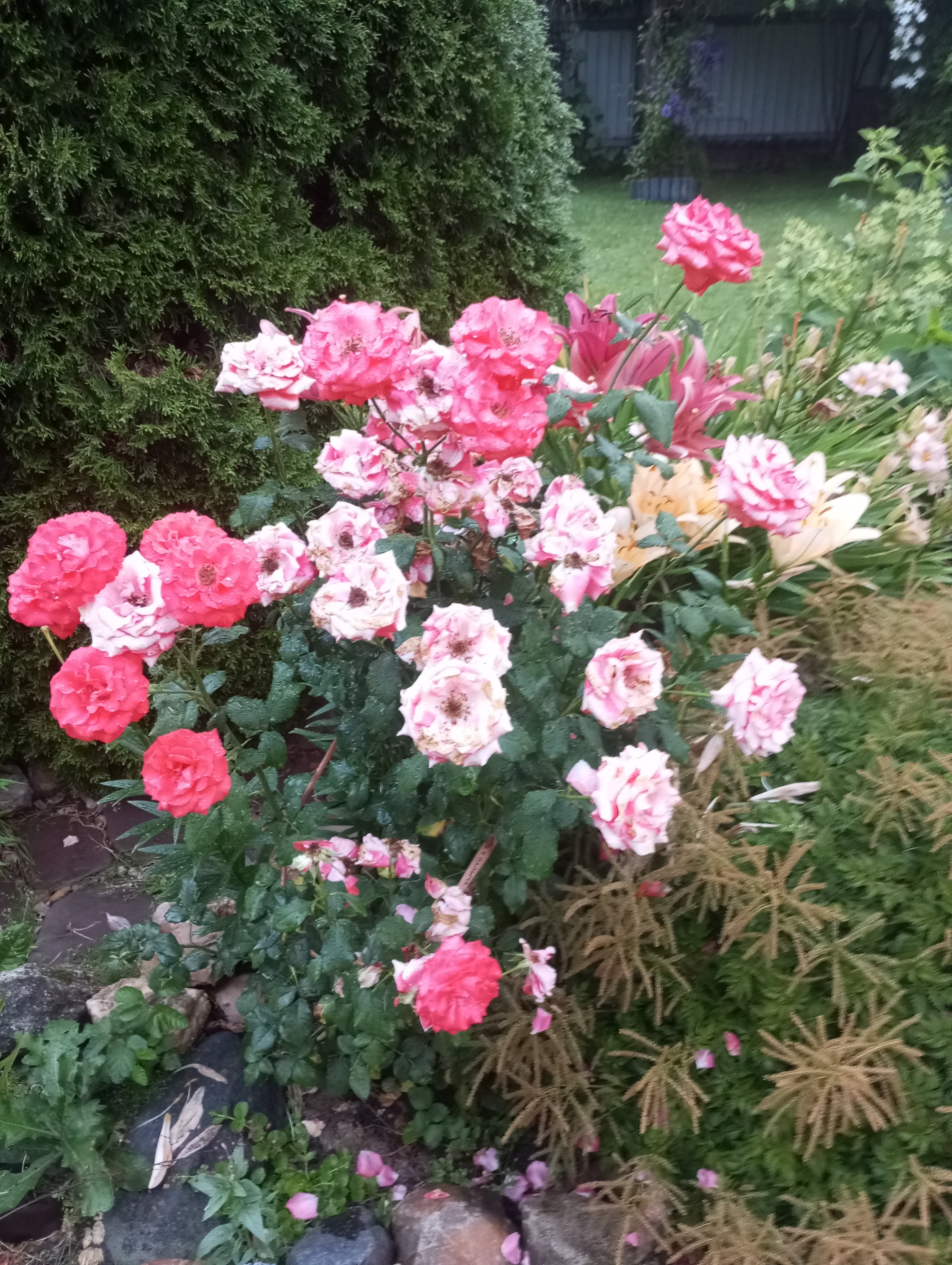 Фото Семейный