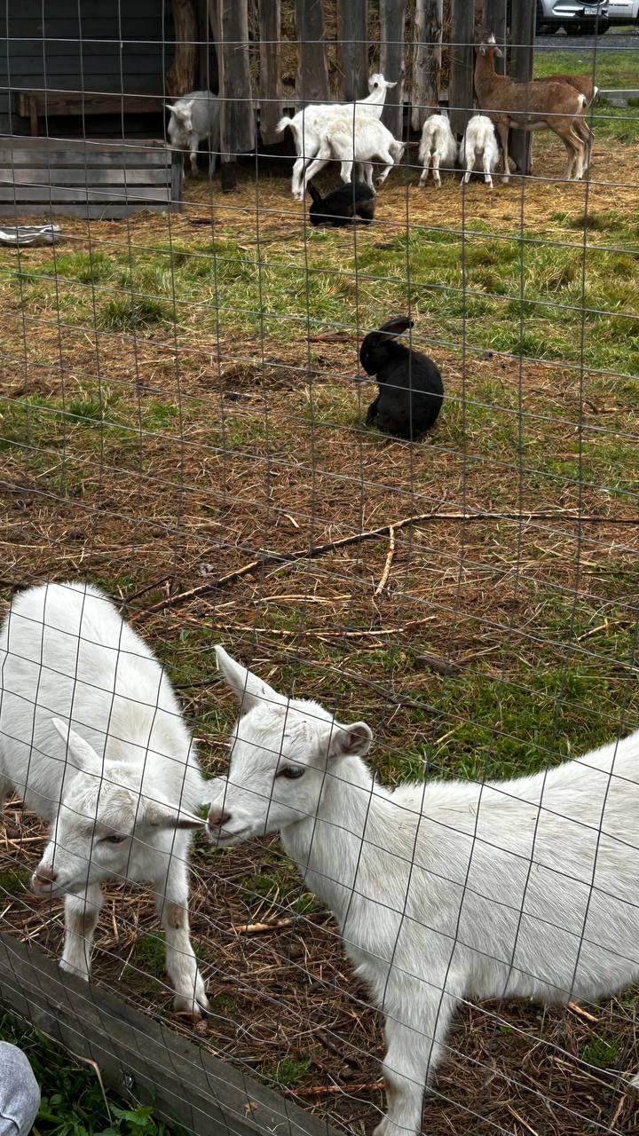 Фото Парк-отель Красновидово