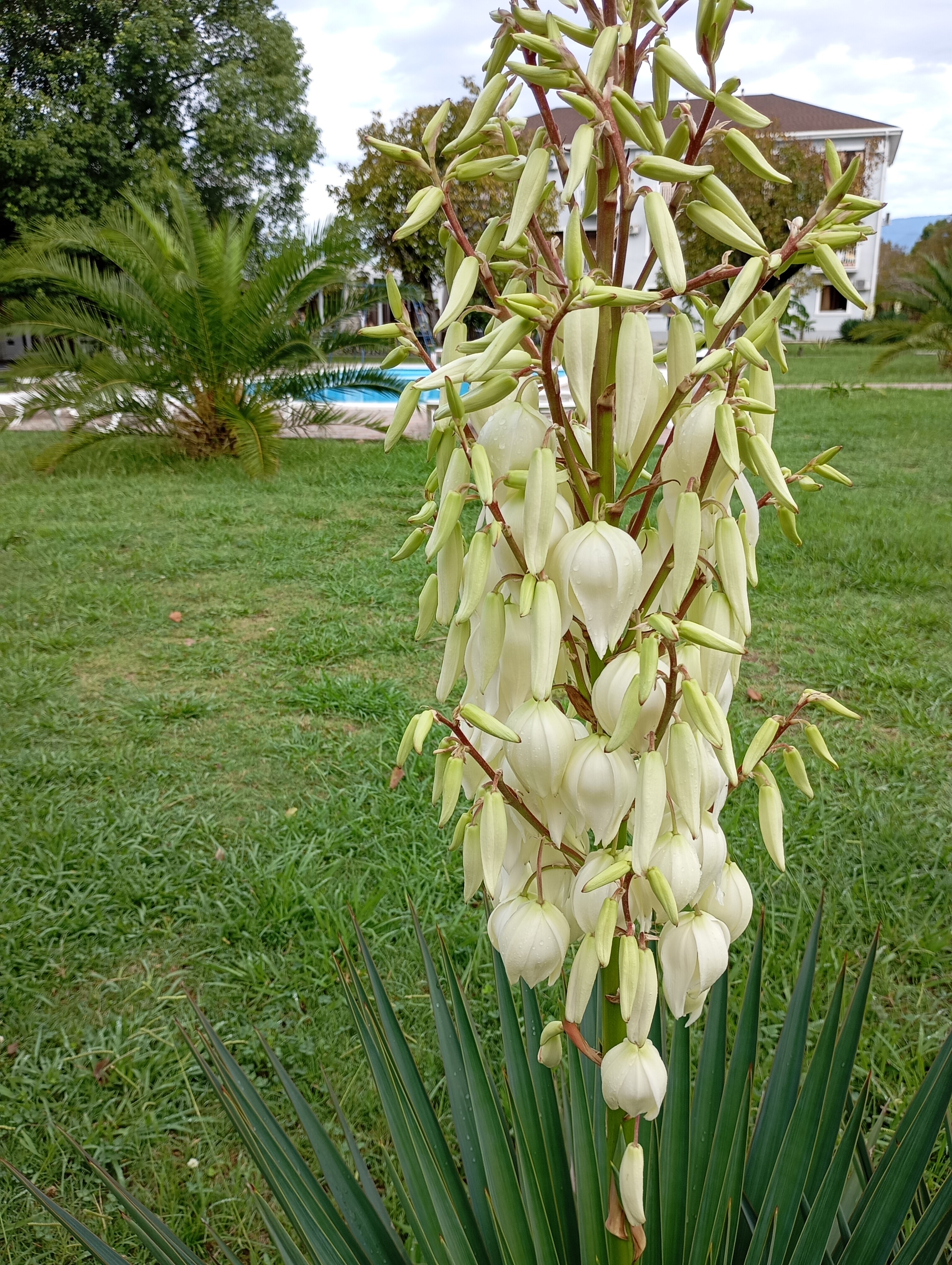 Фото Цитрус 1