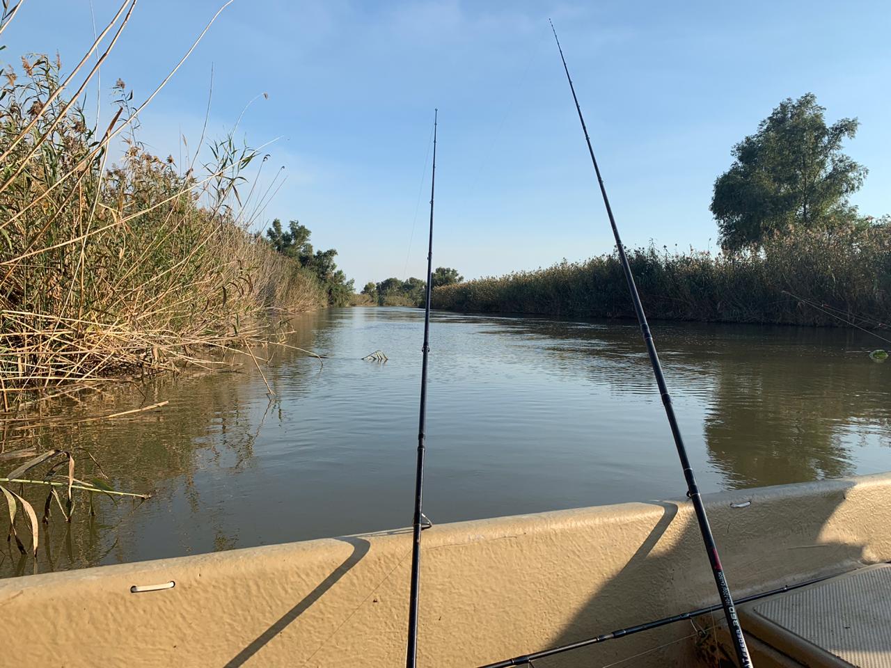 Фото Золотой Лотос