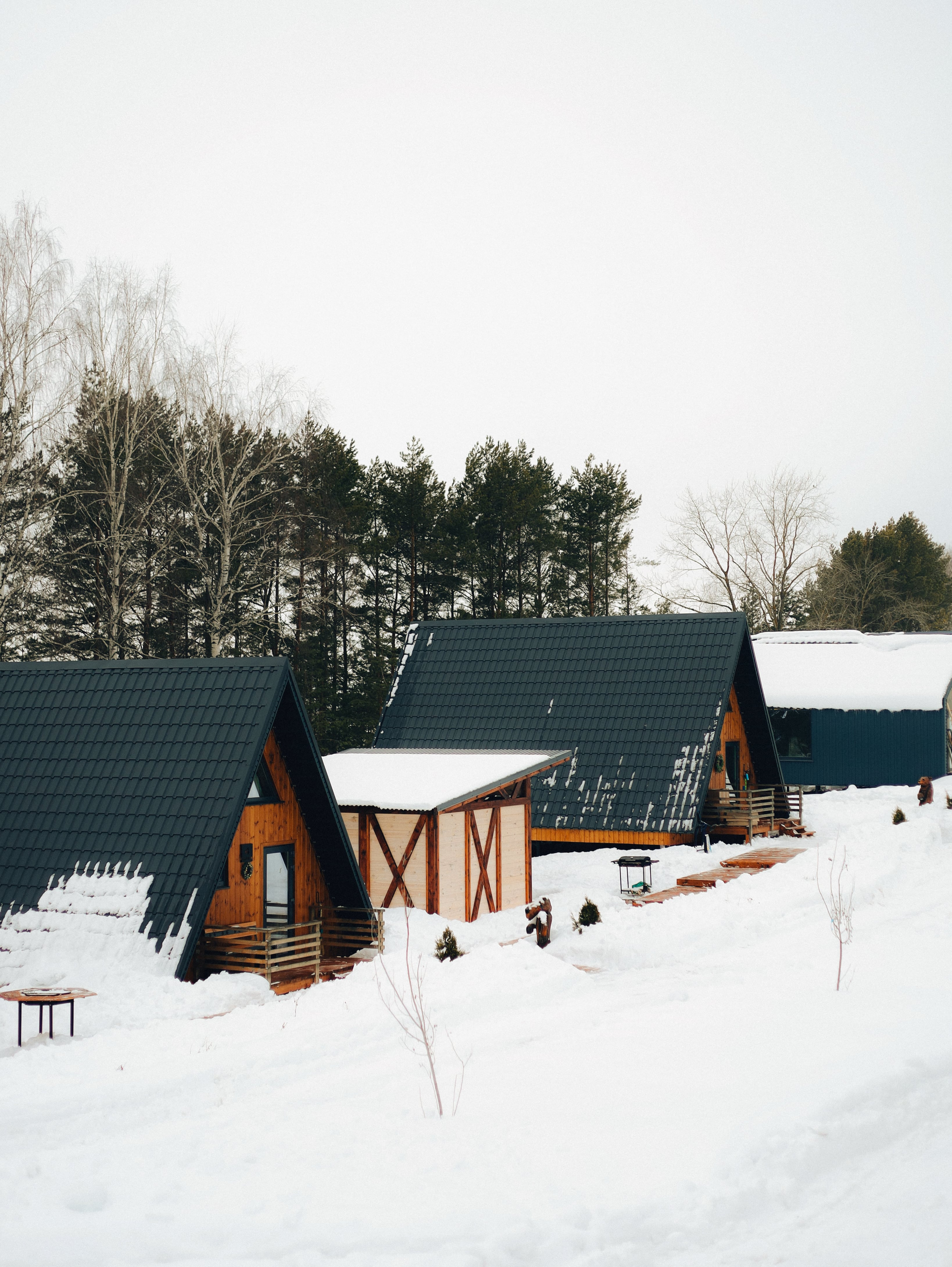 Фото Караси