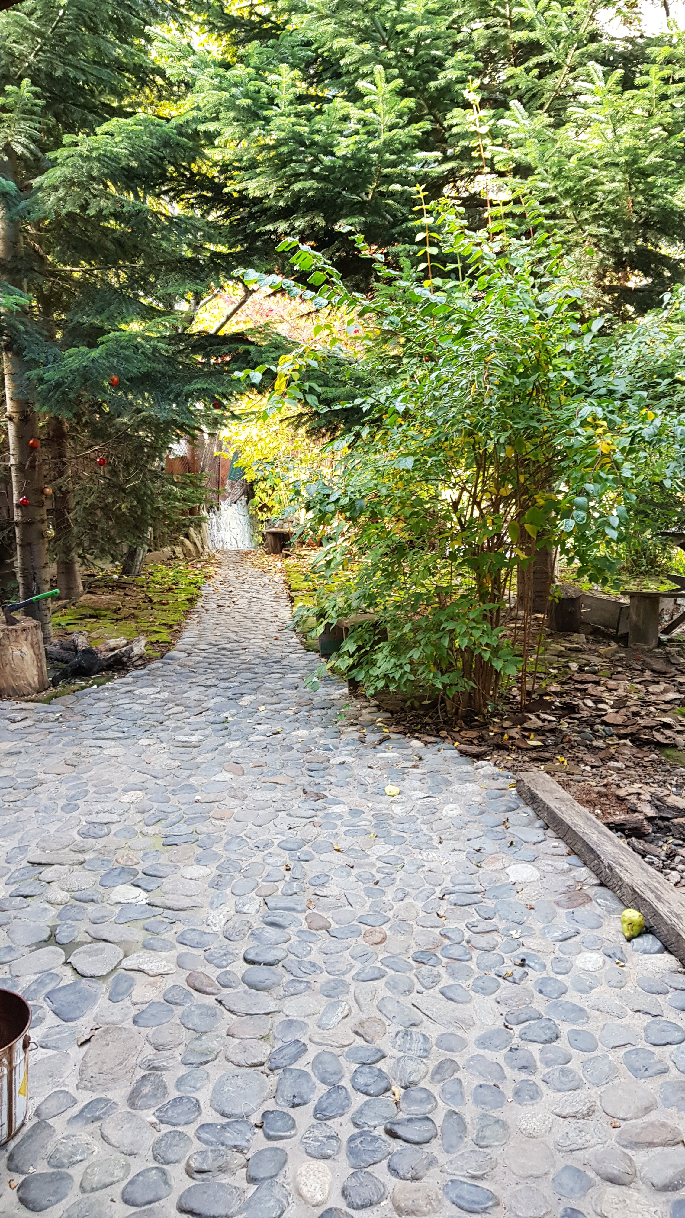 Фото Кипрей